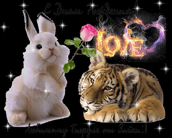 С Днем рождения Любимому тигру от зайки красивая открытка для парня