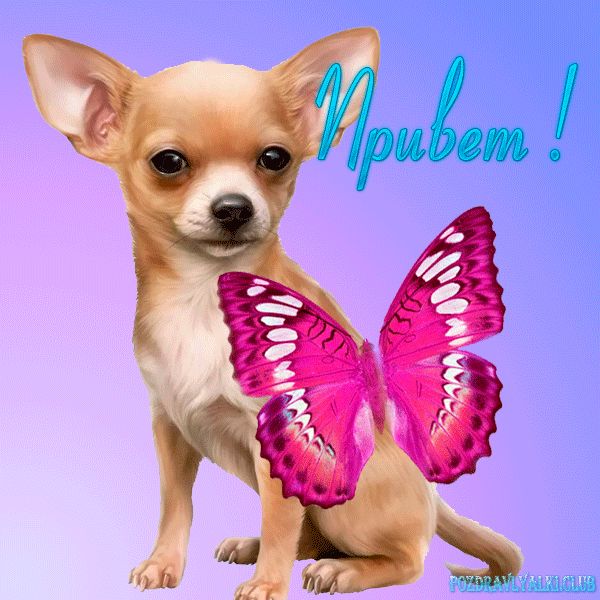 Привет картинка каждодневные открытки